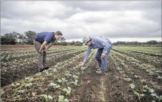  ?? RICARDO B. BRAZZIELL / AMERICAN-STATESMAN ?? Brenton Johnson (right), owner of Johnson’s Backyard Garden, takes Dan Long, co-founder of MAD Greens, a Denver-based chain that is expanding in Central Texas, on a tour of his 200-acre organic farm in Southeast Austin in October. Chain executives were scouting sources for local produce.