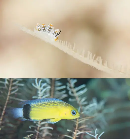  ??  ?? TOP I found this tiny Doto sp. Nudibranch was feeding on a hydroid in Triton Bay. Like many nudibranch it appears to be undescribe­d ABOVE Jamal’s dottyback, Manonichth­ys jamali, was named in 2007 and is only found in the area north of Triton Bay