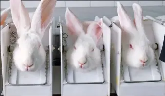  ??  ?? CRUELty: Rabbits in cosmetics testing. Opponents include singer Leona Lewis, right