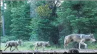  ?? ASSOCIATED PRESS ?? A remote camera image released by the US Forest Service shows a female gray wolf and two of her three pups in Lassen National Forest in Northern California.