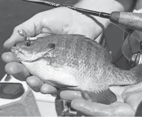  ?? PAUL A. SMITH ?? An 8-inch bluegill was caught on a small jig head tipped with a waxworm while fishing at Blackhawk Lake near Cobb, Wis.