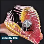  ?? ?? Venus fly trap