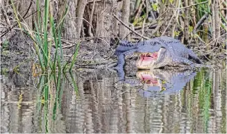  ?? Photos by Kathy Adams Clark/KAC Production­s ?? View alligators at Brazos Bend State Park this holiday season, but don’t agitate them.