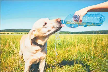  ?? ?? Vets advise taking water with you when out walking your dog. Just one of the things that can help prevent heatrelate­d health issues for pets.