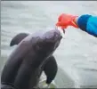  ??  ?? Left: A Yangtze finless porpoise is fed at the Tianezhou national reserve in Shishou, Hubei province, in November.