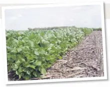  ??  ?? Ambientes. La elección del paquete y el manejo para cada uno es central en el éxito del planteo agronómico en el cultivo.