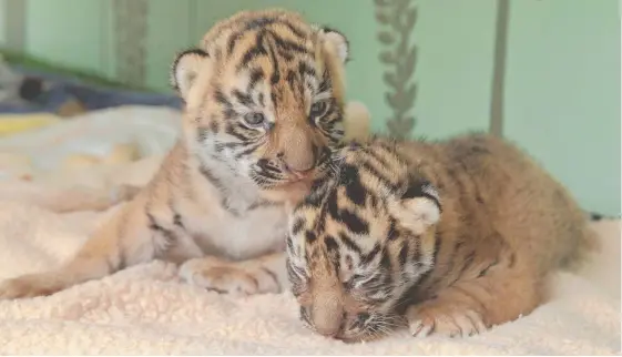  ?? Picture: DREAMWORLD ?? The two female tiger cubs are progressin­g well at Dreamworld – now you have the chance to help name them.