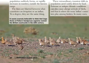  ??  ?? It seems scarcely believable to think that large flocks of Pallas’s Sandgrouse regularly roamed the British countrysid­e in the 19th century.