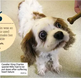  ?? RSPCA ?? Cavalier King Charles spaniel Milly had to be put down after suffering heart failure