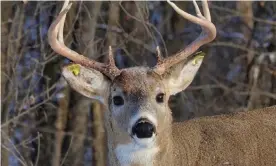  ?? Photograph: Lee-Anne Carver ?? Carrot the deer. On Monday, Ontario’s ministry of natural resources and forestry said it was ‘cautiously optimistic’ Carrot would make a full recovery.