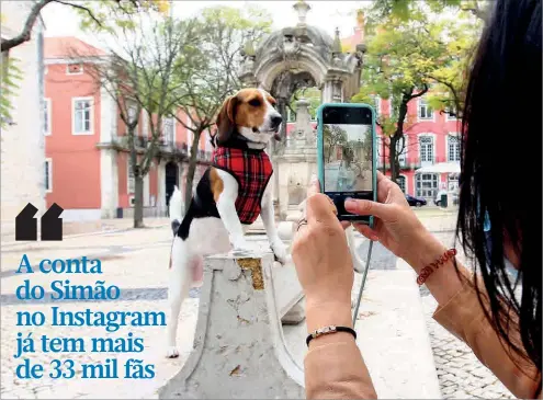  ??  ?? A página de Instagram do ‘beagle’ começou por iniciativa do filho de 11 anos da médica Vanessa Ferreira, que hoje gere a conta