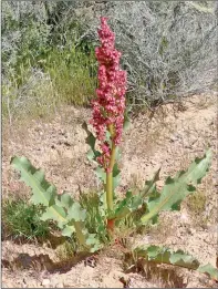  ?? Foto de cortesía ?? La cañagria es oriunda del oeste de América del Norte y crece desde el nivel del mar hasta los 8,000 pies de altura. Puede crecer en una amplia variedad de hábitats.