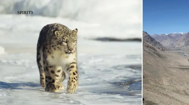  ??  ?? on the prowl Only about 5,000 snow leopards are left in the wild