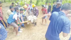  ??  ?? BEBERAPA pekerja ladang membantu anggota APM menjerat buaya berkenaan dengan memasukkan tali ke dalam rahang reptilia itu.