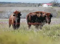  ?? ?? The herd has eight cows and a bull. Buffalo were essential long ago to the Lipan Apache, providing food, clothing and medicine.