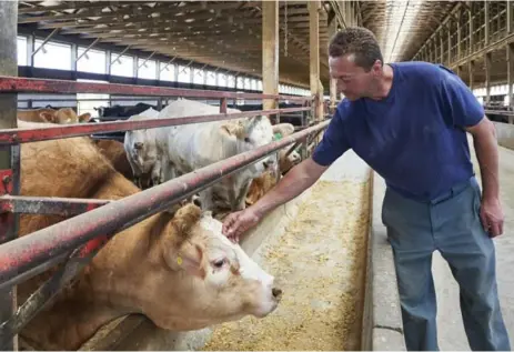  ?? SIAN RICHARDS PHOTOS FOR THE TORONTO STAR ?? Paul Martin, feedlot manager of Schaus Land & Cattle Farmers, says hello to one of his cows. Farms participat­ing in the Ontario Corn Fed Beef program must follow strict, sustainabl­e and verifiable health and humane practices.