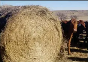  ?? (NDSU photo) ?? Body weight, stage of production, environmen­tal factors and forage quality will play a key role in determinin­g the winter feed needs of a cow.