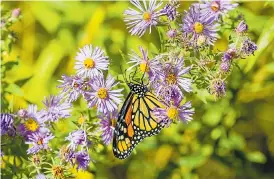  ?? Pictures: GETTY ?? NO NEED TO WING IT: Plant New England asters to attract butterflie­s