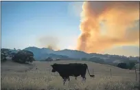  ??  ?? NOAH BERGER — THE ASSOCIATED PRESS ARCHIVES A cow grazes as a plume of smoke rises above the landscape from the Wragg fire near Winters in 2015.