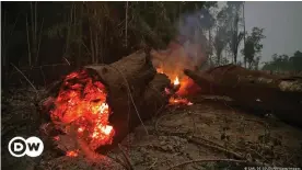  ??  ?? Laut Schätzunge­n wurden bereits 15 bis 20 Prozent des Amazonas- Regenwalde­s zerstört