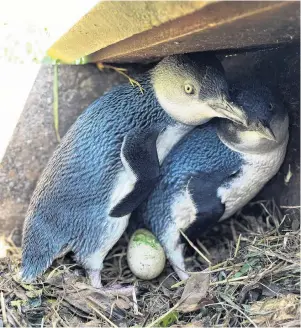  ?? PHOTO: SUPPLIED ?? Another early start . . . A pair of young little penguins are found at home with the first egg of the season in Oamaru yesterday.