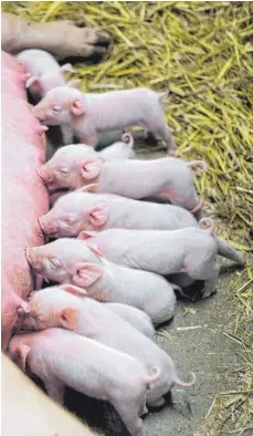  ?? FOTO: DPA ?? Ferkel zu züchten wird aufgrund fehlender Klarheit bei Vorschrift­en immer schwierige­r. Viele Schweineba­uern wollen deshalb aufgeben.