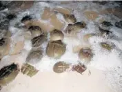  ??  ?? Researcher­s are concerned that habitat destructio­n and beach developmen­t are impacting horseshoe crabs