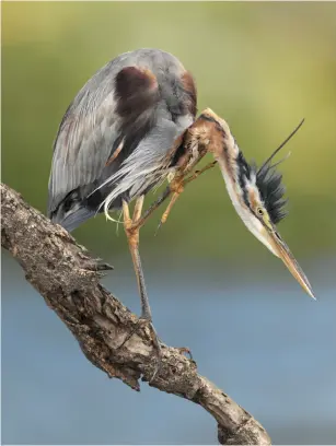  ??  ?? SPOONBILL Spoonbills are unmistakab­le white birds with massive, weird bills PURPLE HERON Could Purple Herons establish a significan­t breeding population in southern England?