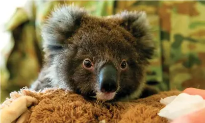  ?? Photograph: Tristan Kennedy/Department of Defence/AFP via Getty Images ?? An orphaned baby koala at the Kangaroo Island wildlife park in Kingscote, which was devastated by bushfires in January.