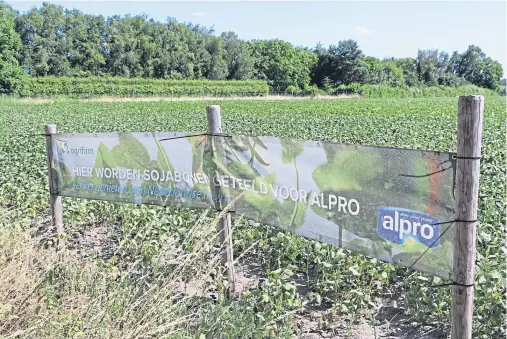  ??  ?? A contract between Royal Agrifirm and soy drink manufactur­er Alpro, which takes 80% of production, has proven lucrative for growers