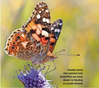  ??  ?? Studies show that painted lady butterflie­s are most drawn to feeding on purple blooms