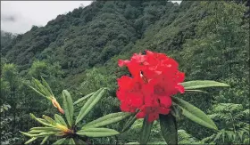  ?? ?? The documentar­y explores the threats to the rhododendr­on in its native China.