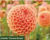  ??  ?? Dahlia ‘Cornel Brons’
Perfectly round pompon blooms H x S 100cm x 75cm F Jul-Nov 1 tuber £4.45 £3.56