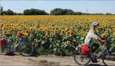  ?? Photo contribute­d ?? Ride past scenic sunflower fields in Hungary when you take a bike-and-cruise vacation along Europe’s most famous rivers.