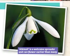  ??  ?? ‘Atkinsii’ is a welcome spreader and can flower earlier than many