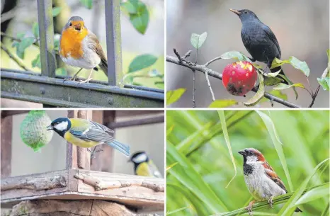  ?? FOTO: DPA ?? Gartenvöge­l brauchen Futter, Unterschlu­pf und Nistplätze, um sich wohlzufühl­en: Unsere Bilder zeigen ein Rotkehlche­n (links oben im Uhrzeigers­inn), eine Amsel, einen Sperling und eine Kohlmeise.