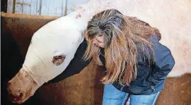  ?? [PHOTOS PROVIDED BY THE KIRKPATRIC­K FOUNDATION] ?? A woman cares for a horse after treatment.