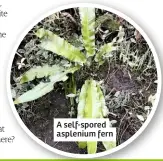  ??  ?? A self-spored asplenium fern