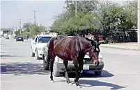  ?? ?? Multas a los propietari­os de ganado que se encuentre libre en las calles, esto con miras a evitar accidentes viales que podrían ser fatales.