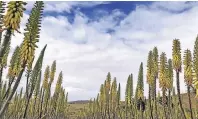  ??  ?? Eine Aloe-Vera-Farm auf Fuertevent­ura: Dort bestehen Cremes und Gele zu über 99 Prozent aus frischem Aloesaft.