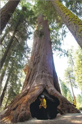  ?? KEVORK DJANSEZIAN —ASSOCIATED PRESS ARCHIVES ?? On July 24, 2002, a reporter walks through the trunk of a giant sequoia inside the Giant Sequoia National Monument. Interior Secretary Ryan Zinke announced Thursday he recommends boundary adjustment­s to up to 21 of the nation’s national monuments.