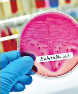  ?? ?? TARGET: The new vaccine will protect against nine different E. Coli bugs