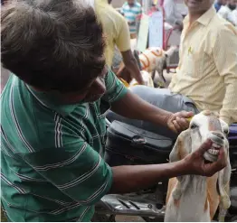  ?? — BIPLAB BANERJEE ?? A customer is inspecting the teeth of a goat before buying livestock ahead of the upcoming Muslim festival Id al- Adha in New Delhi on Sunday.