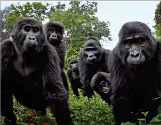  ??  ?? A mountain gorilla family looks into camera in Uganda in a clip from Spy in the Wild. Below, David Tennant
