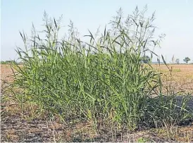  ??  ?? Uno de los “yuyos” más persistent­es en los lotes. Sorgo de Alepo.