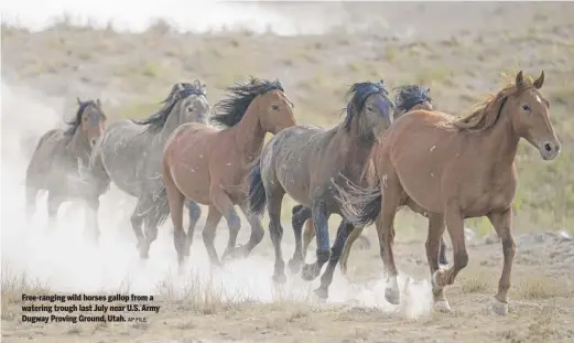  ?? AP FILE ?? Free-ranging wild horses gallop from a watering trough last July near U.S. Army Dugway Proving Ground, Utah.