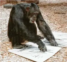  ?? Foto: Anja Güthoff Vg Bildkunst ?? Dynamische Kreidezeic­hnungen fertigt der Schimpanse Coco im Augsburger Zoo.