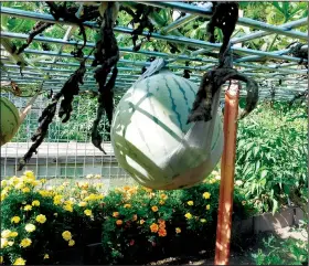  ?? Special to the Democrat-Gazette/JANET B. CARSON ?? Talk about support hose — an old pair of pantyhose supports a swelling watermelon below a metal trellis to which the vine was tied as it began to run.