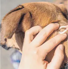  ?? FOTO: DPA ?? Je früher eine Zecke entfernt wird, desto seltener kommt es zu Infektione­n. Vor dem Entfernen einer Zecke sollte keinesfall­s Öl auf den Parasiten gegeben werden.