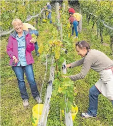  ?? FOTO: JOHANN STROH ?? Die Helfer bei der Lese der Ravensburg­er Weintraube­n.